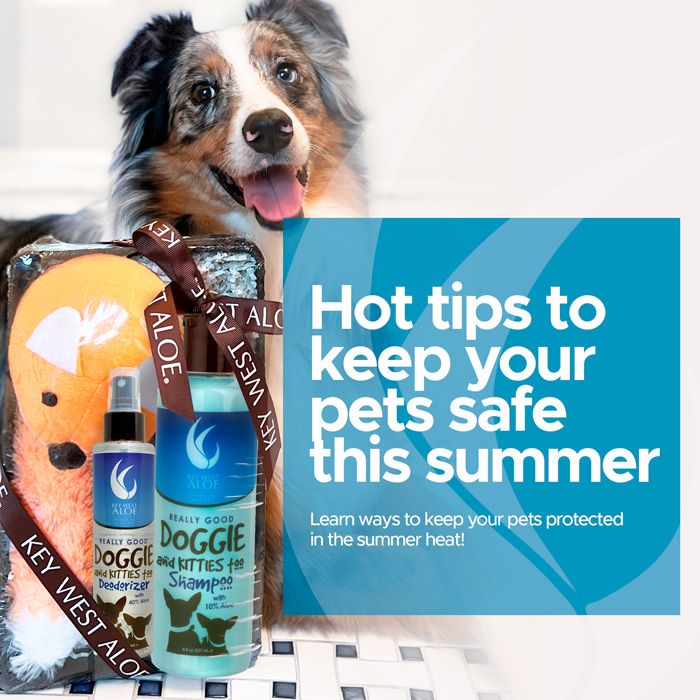 Hot Tips To Keep Your Pet Safe This Summer