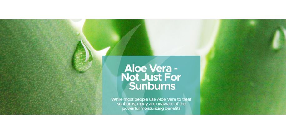 Aloe Vera - Not Just For Sunburns